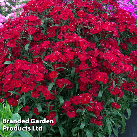 Best Value Rainbow Perennial Collection